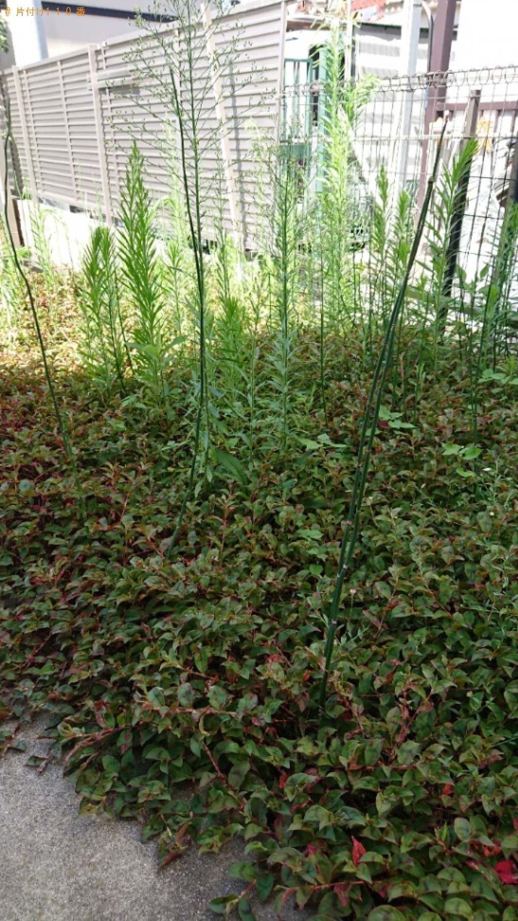 草刈り作業ご依頼　お客様の声